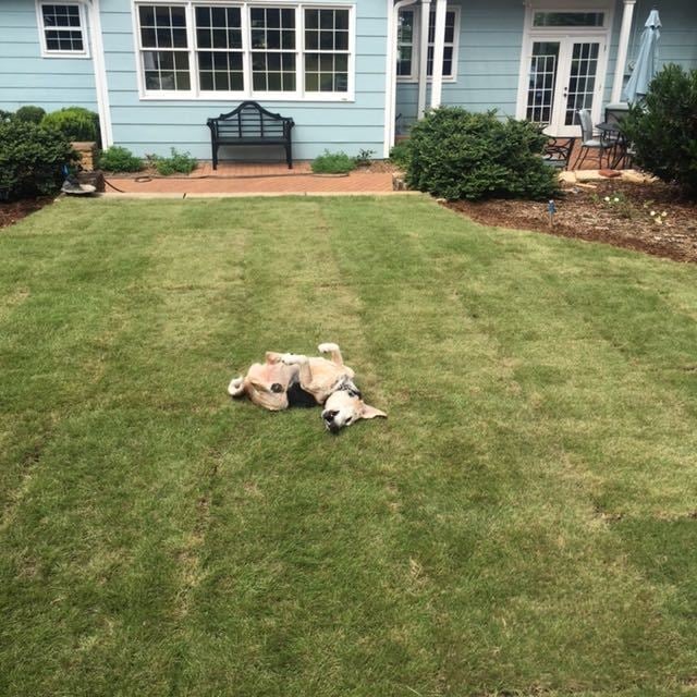 how to grow sod with dogs