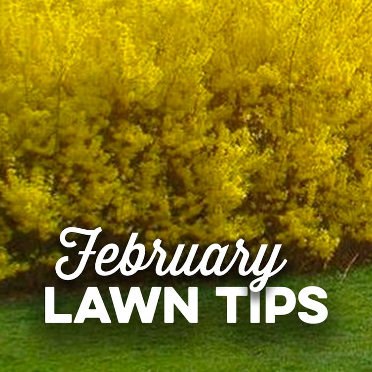 February Lawn Tips 2021