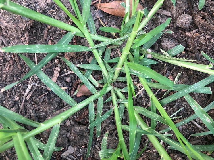 Goosegrass - August Weed of the Month