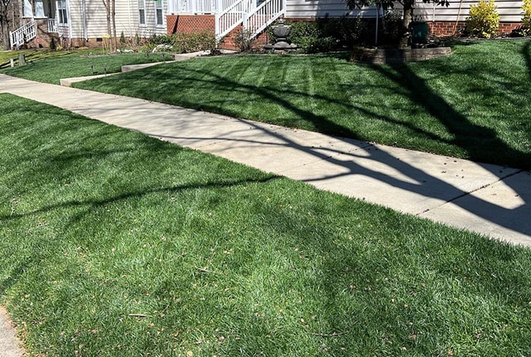 May Tall Fescue Lawn Tips for 2022