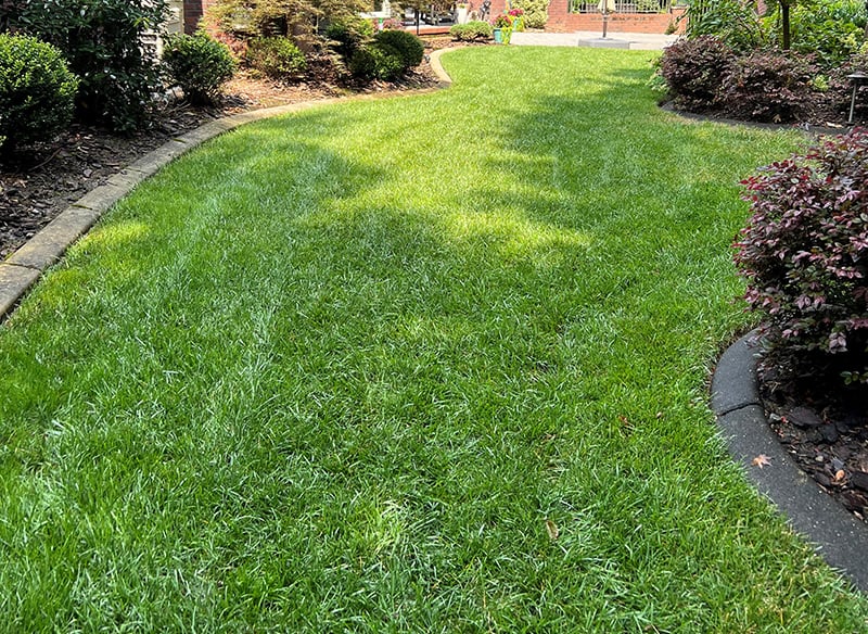 Tall Fescue with fungicide all summer
