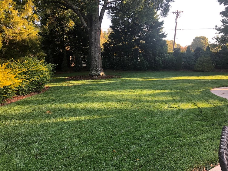 July Tall Fescue Lawn Tips for 2022