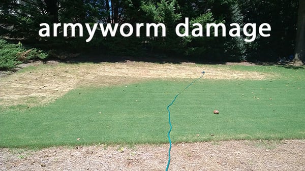 fall-armyworm-damage-sod