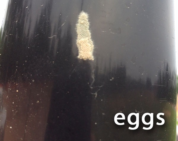 fall-armyworm-eggs