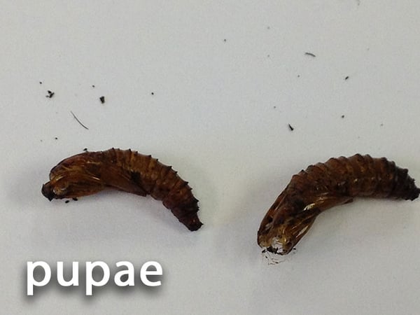 fall-armyworm-pupae