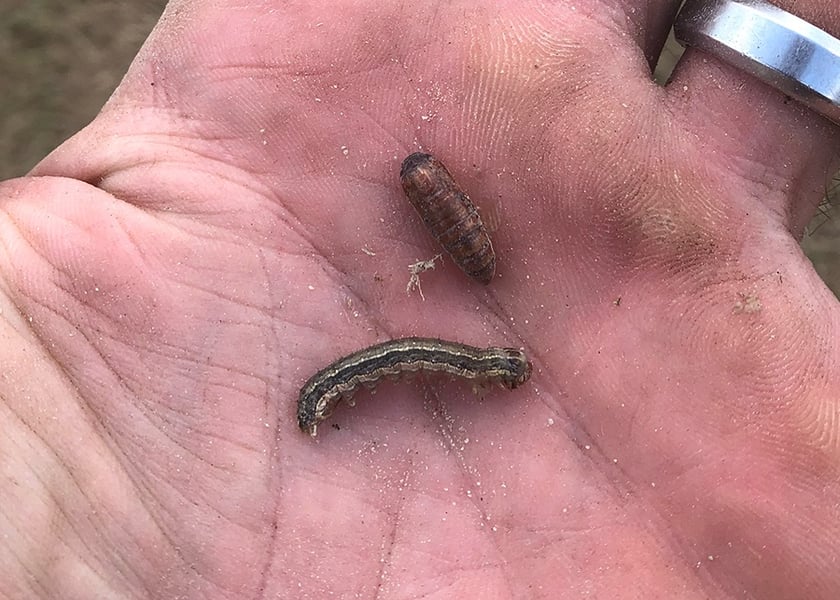 fall armyworm