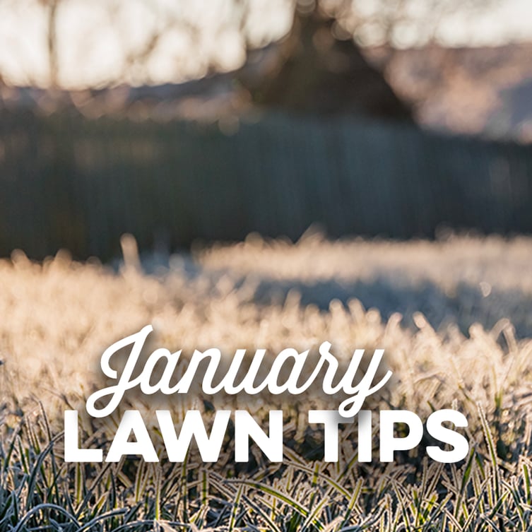 January Lawn Tips 2021