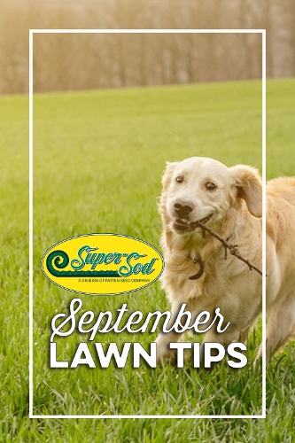 September Lawn Tips Pinterest Pin-1