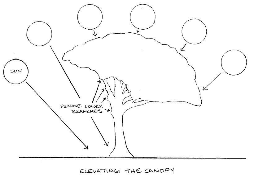 Shannon Diagram showing how to raise tree canopy