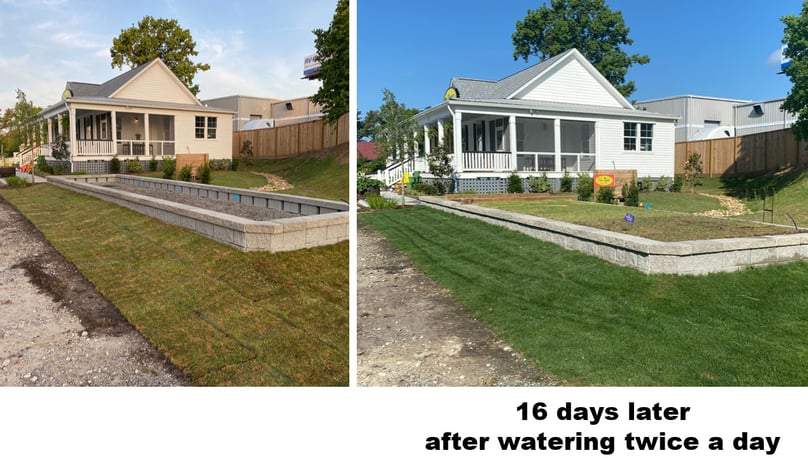 TifTuf Bermuda at Super-Sod of Charleston before and after