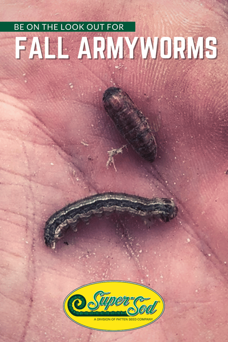 Be On The Lookout For Fall ArmyWorms