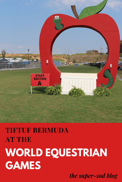 TifTuf Bermudagrass at the World Equestrian Games