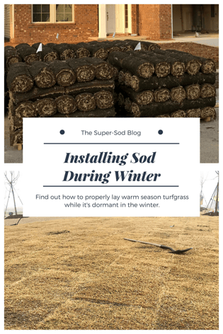 installing sod in winter.png