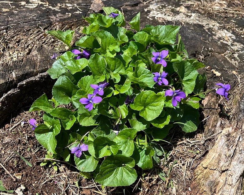 Common violet clump