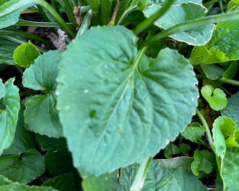 Common violet leaf
