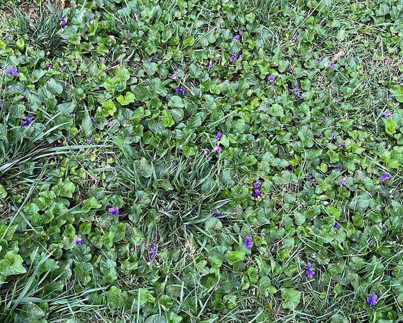 Common violet spreading