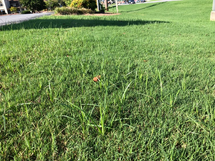 Nutsedge - October Weed of the Month