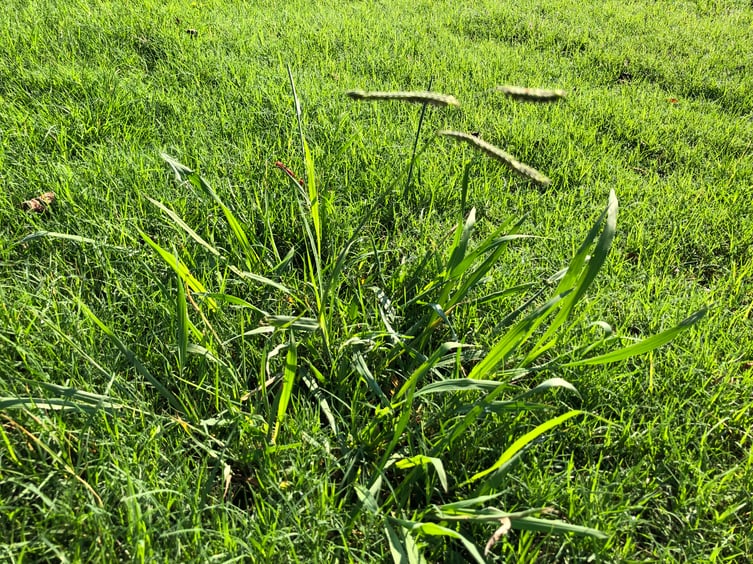 Dallisgrass - September Weed of the Month