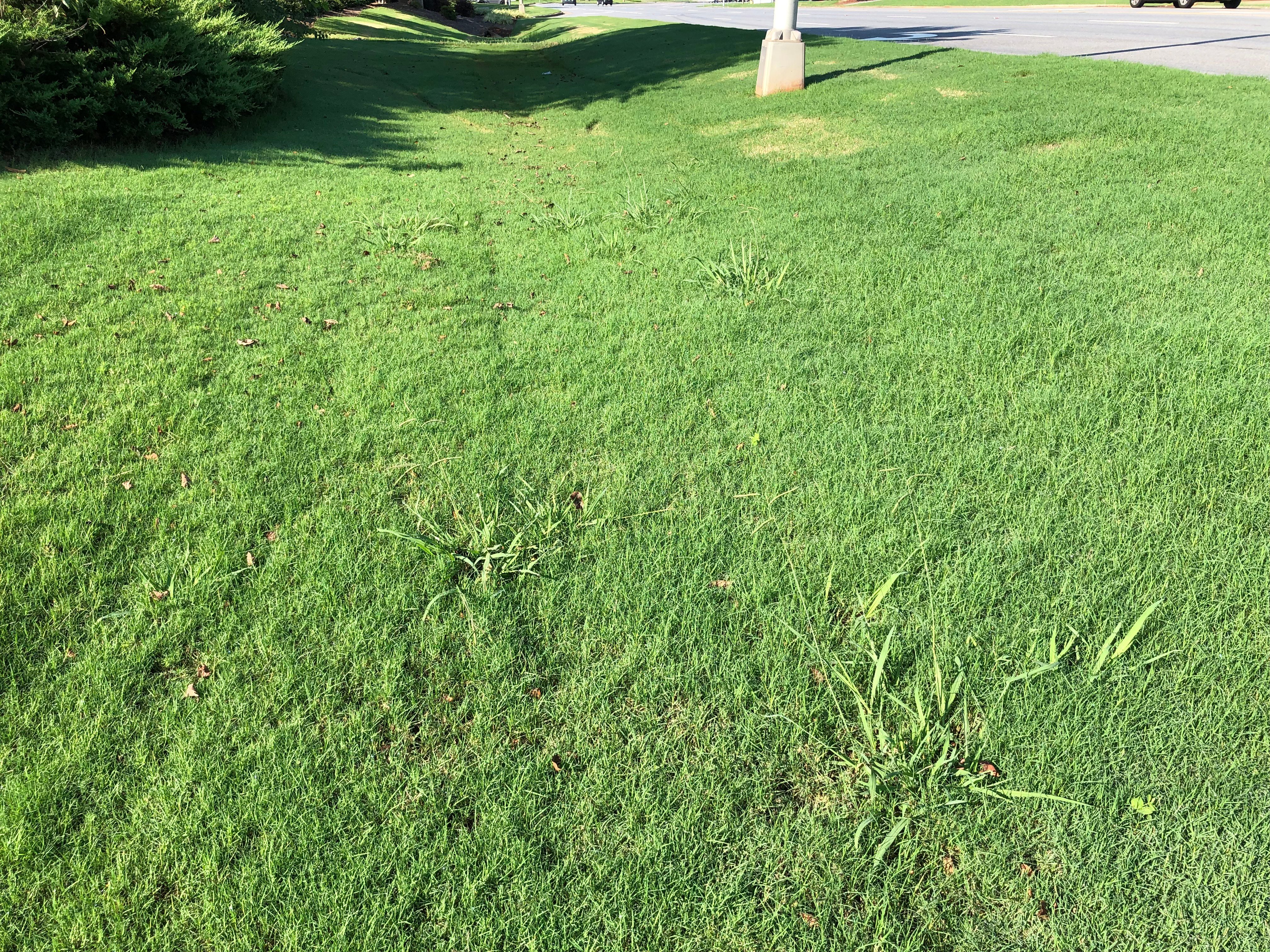 Dallisgrass in a low lying area in ditch