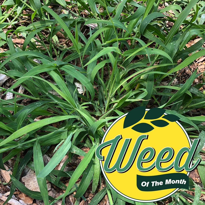 July weed of the month crabgrass-2