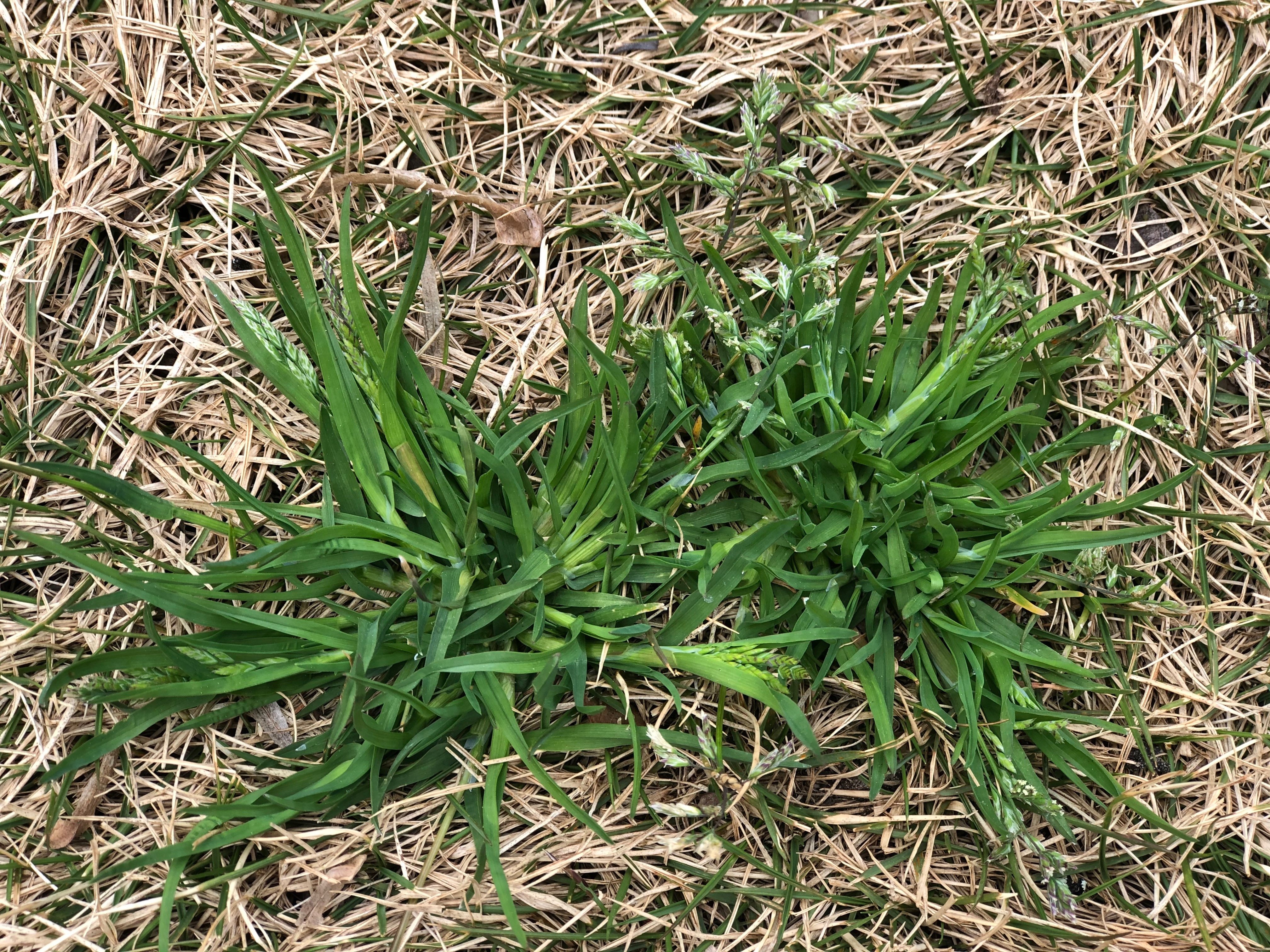 Poa annua - annual poa grass weed in Zeon zoysia