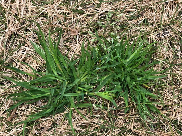 Annual poa grass - January Weed of the Month