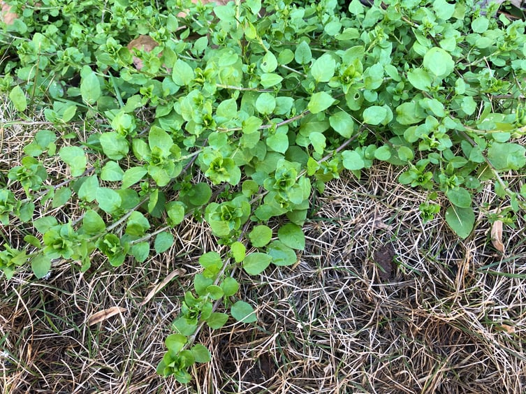 Chickweed - February Weed of the Month