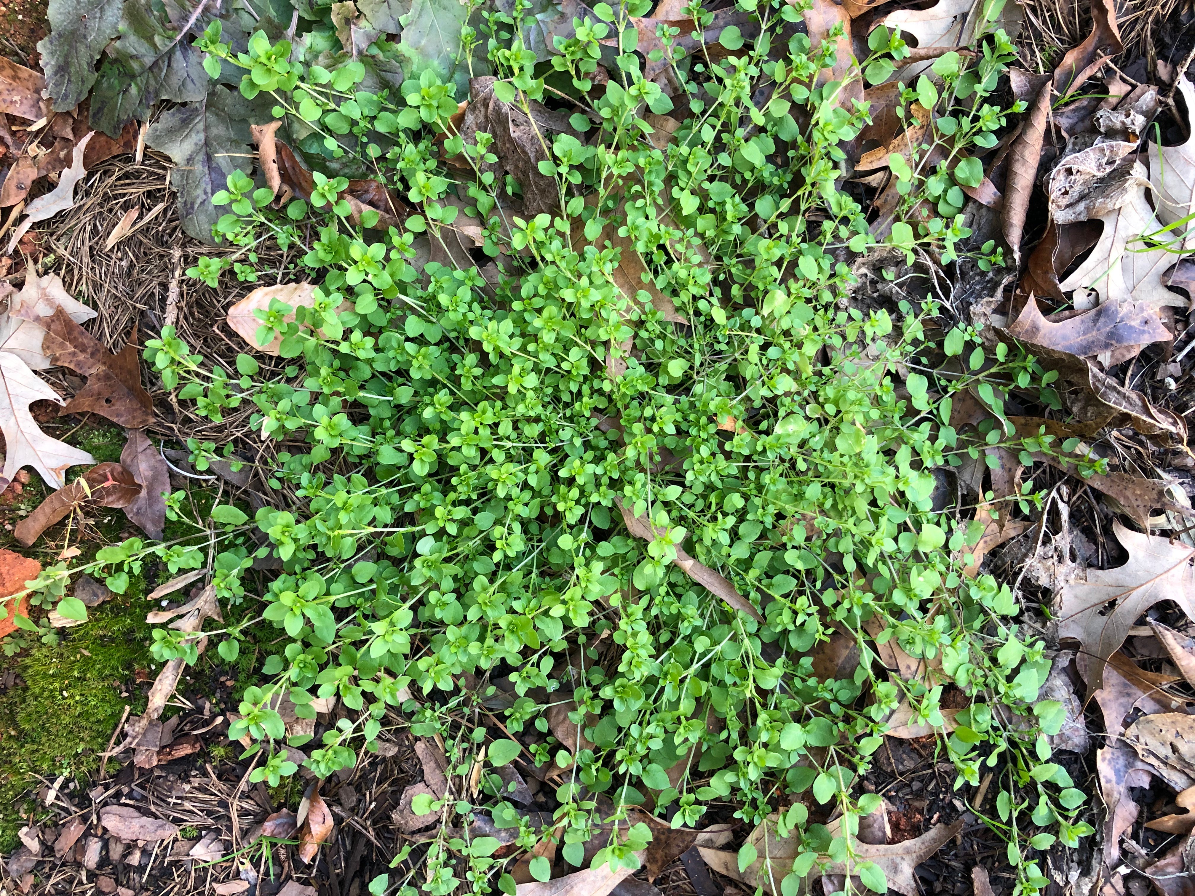 common chickweed-4