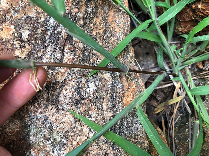 crabgrass stem rooting at nodes-2