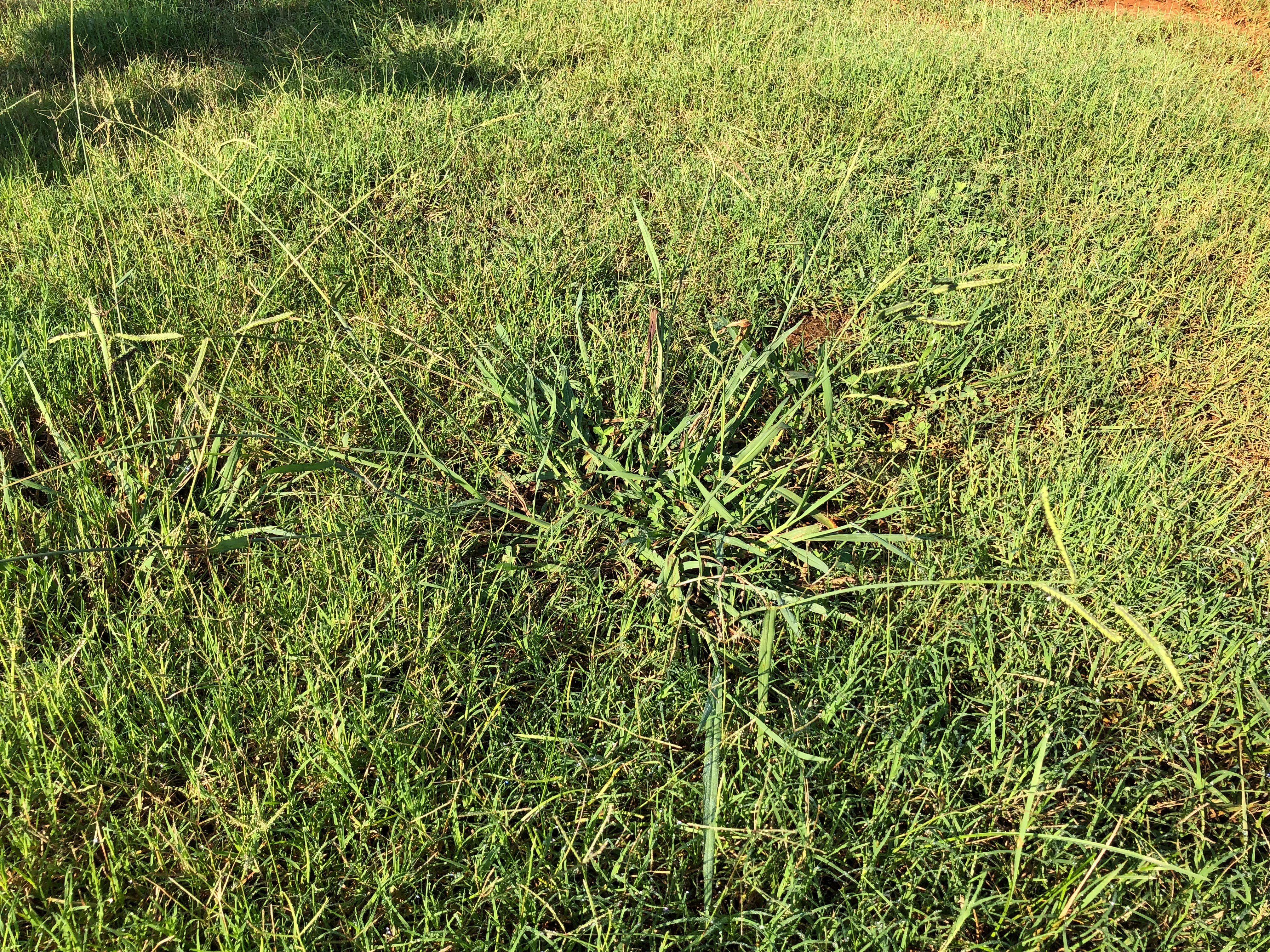 dallisgrass clump with long flower stalks
