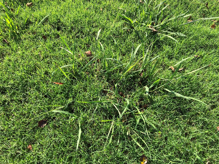 dallisgrass with bermudagrass inside it-2