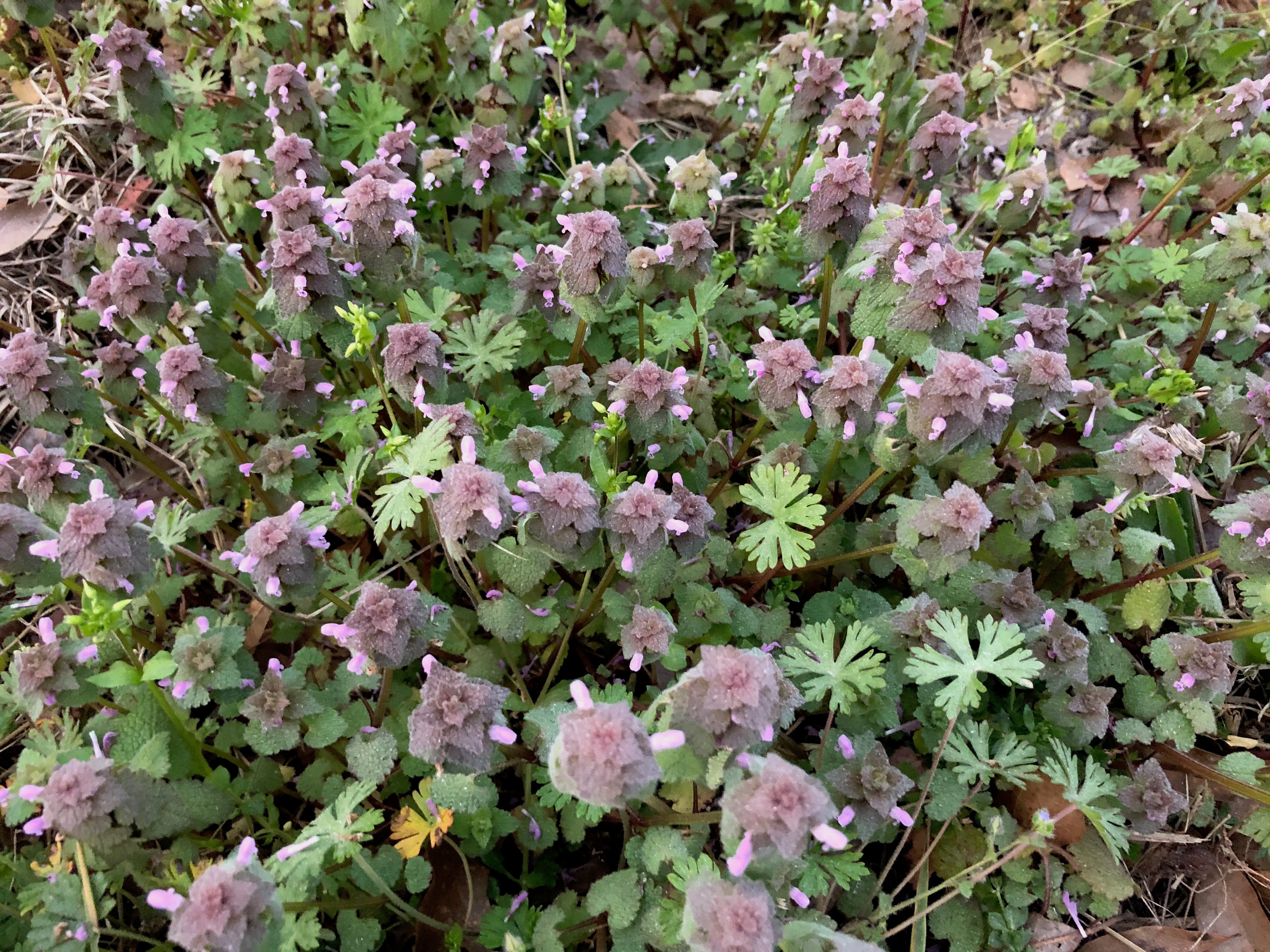 dead nettle weed of April
