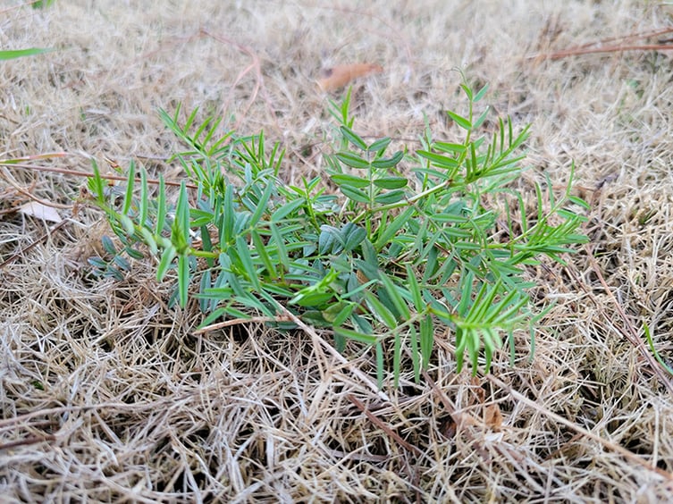 How to Get Rid of Vetch Weeds