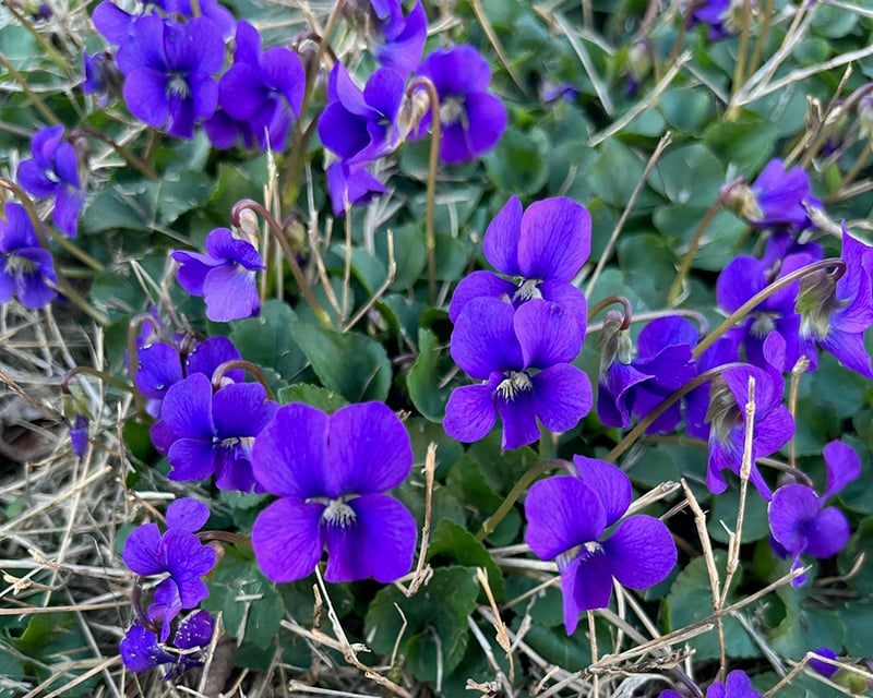 violet flower2