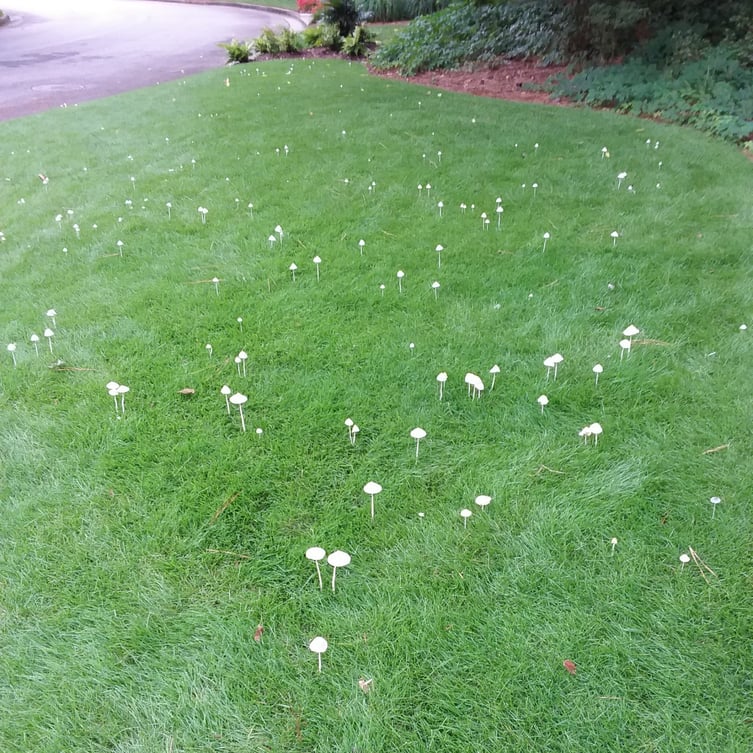 Mushrooms in the Lawn - Good or Bad?
