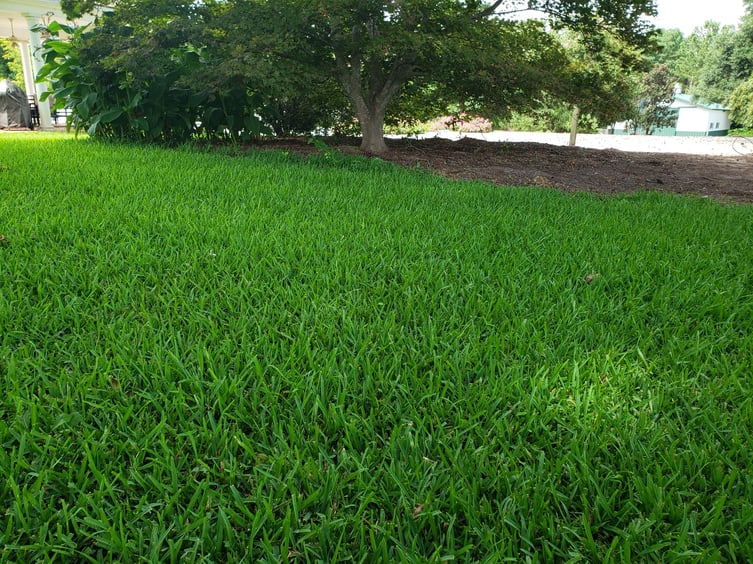 Curious why we don’t sell St. Augustine grass anymore?