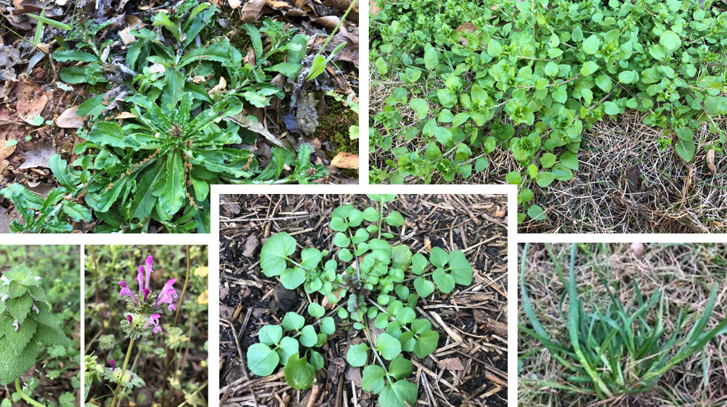 Collage of Common winter weeds in the Southeast