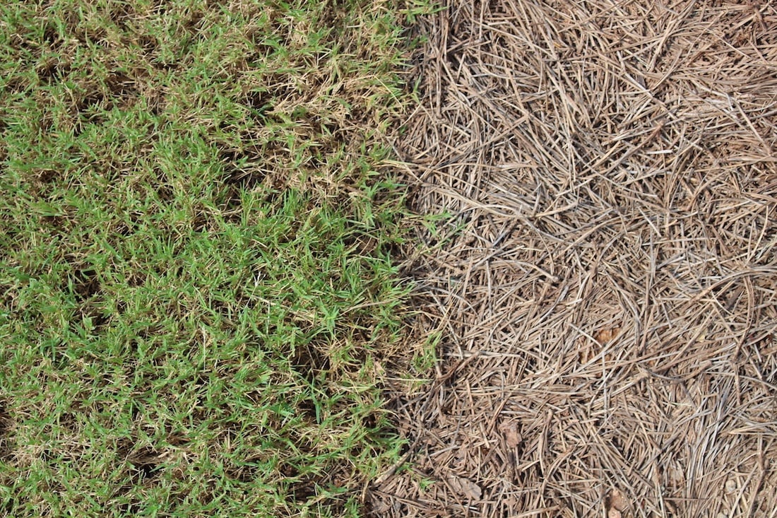 Sod vs. Pine Straw   Weighing Your Options